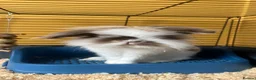 Mini Lion Lop rabbits for sale: Rabbit for rehoming  - Advert 1