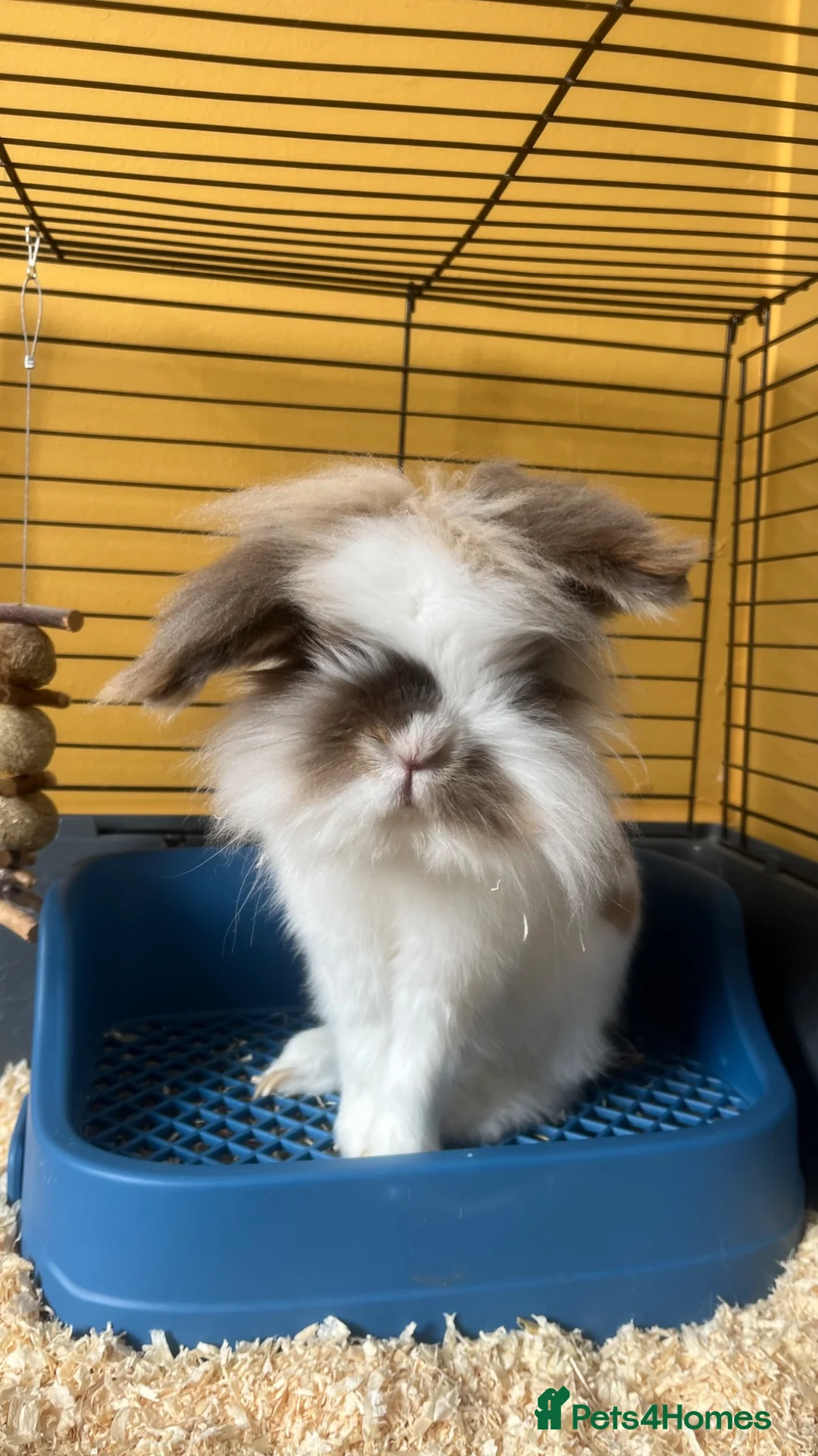 Mini Lion Lop rabbits for sale: Rabbit for rehoming  - Advert 1