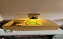 Tortoise reptiles for sale: Horsefield Tortoise - Image 3