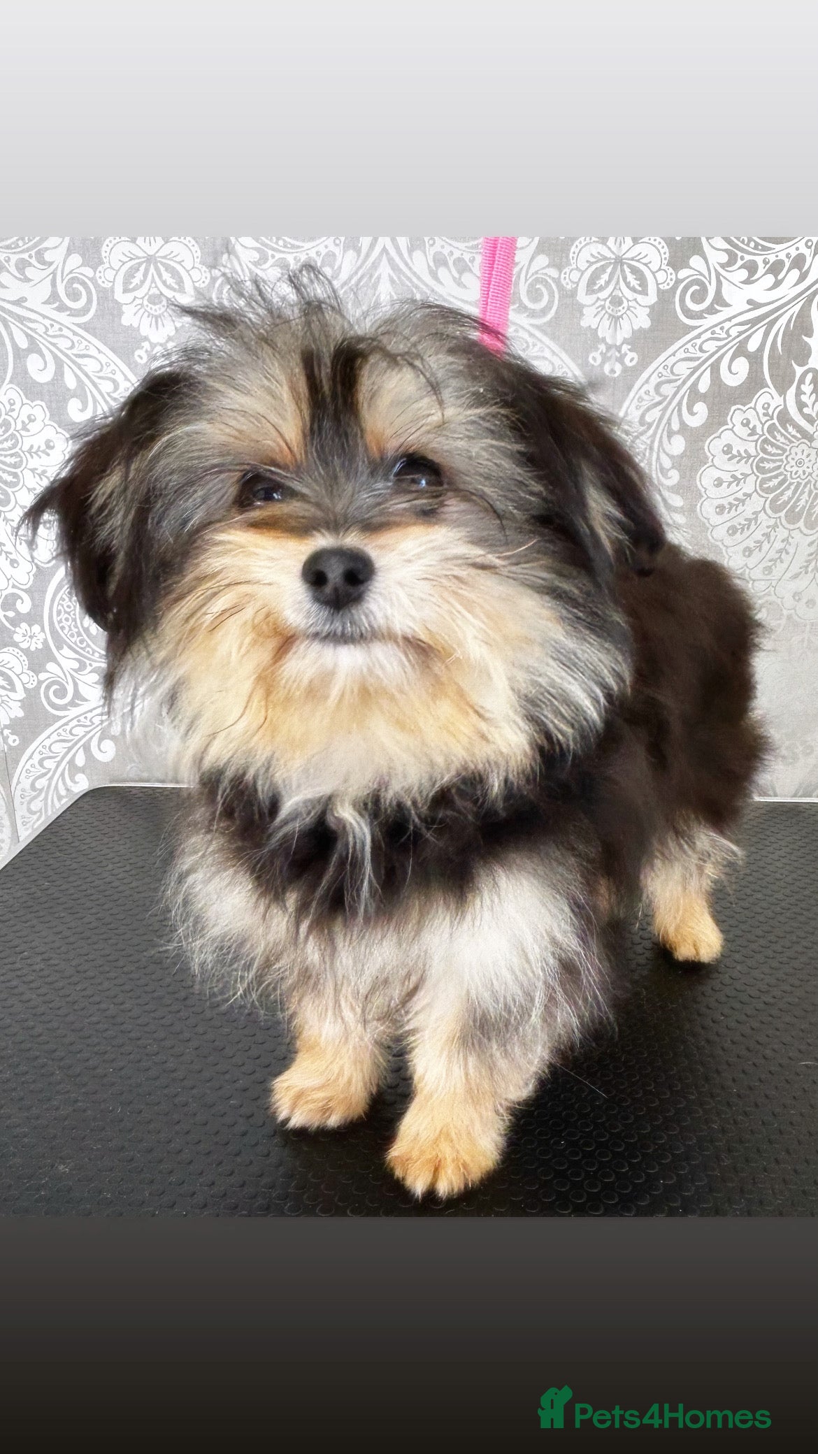 Maltipom dogs Stunning little Maltipom for sale - Advert 13