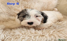 Sealyham Terrier dogs for sale: Sealyham terrier puppy’s  - Image 13
