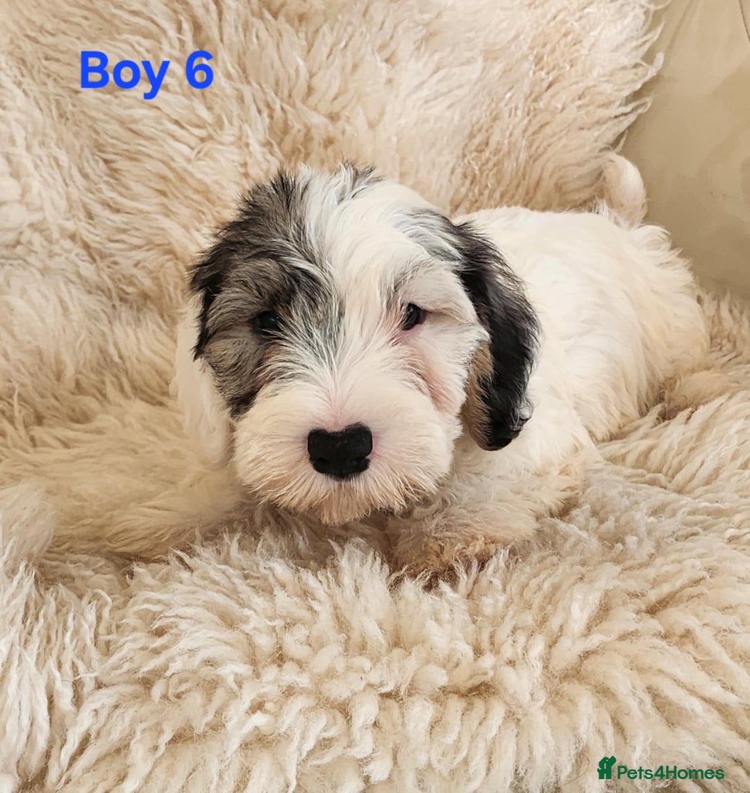 Sealyham Terrier dogs for sale: Sealyham terrier puppy’s  - Image 13