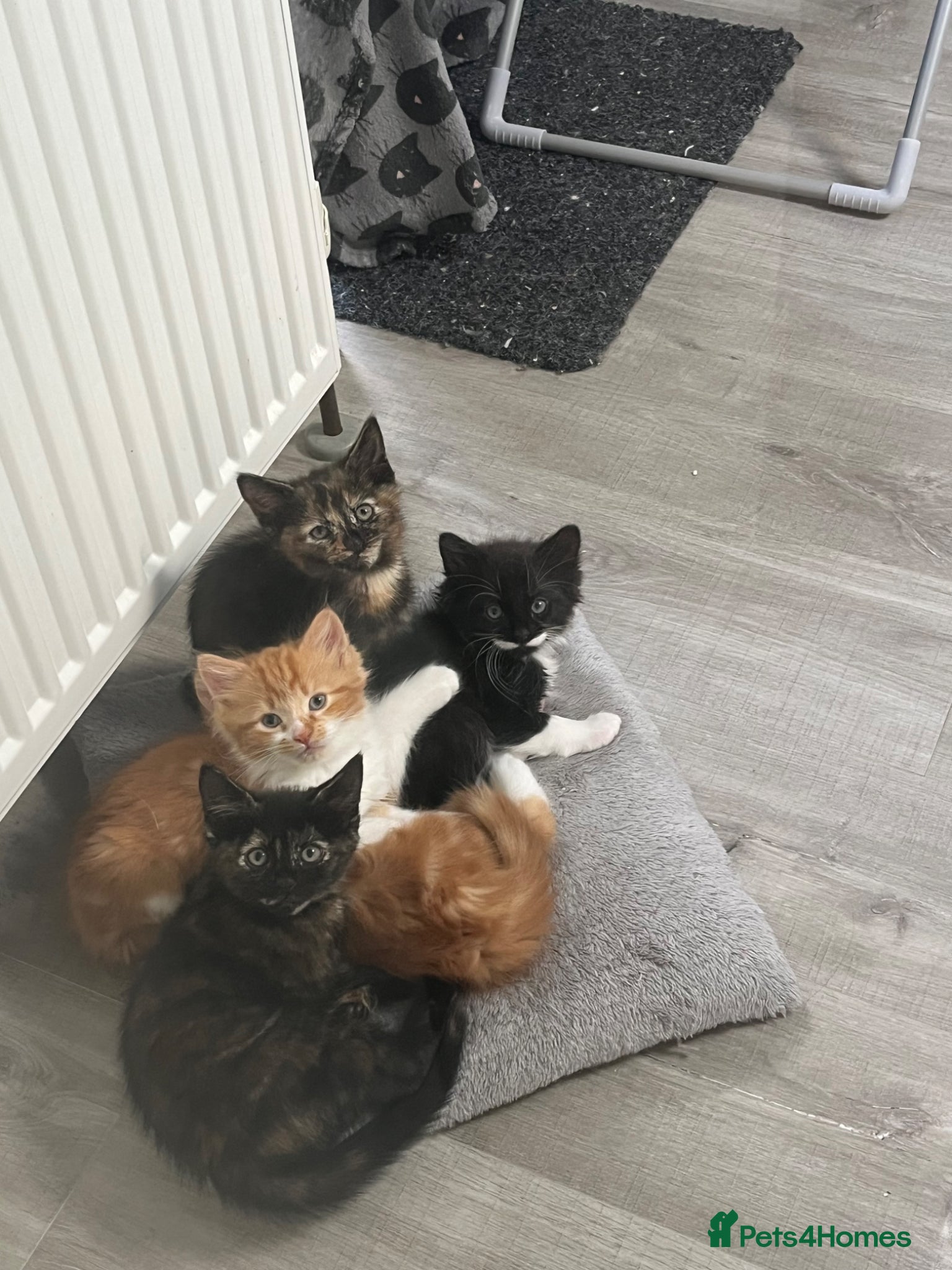 Mixed Breed cats 4 beautiful kittens for sale❤️ - Advert 8