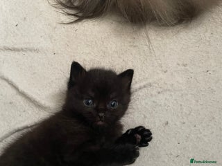 Mixed Breed cats - Advert 34