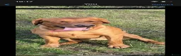 Labrador Retriever dogs for stud: Lovely Fox Red Lab for stud 🧡 - Advert 8