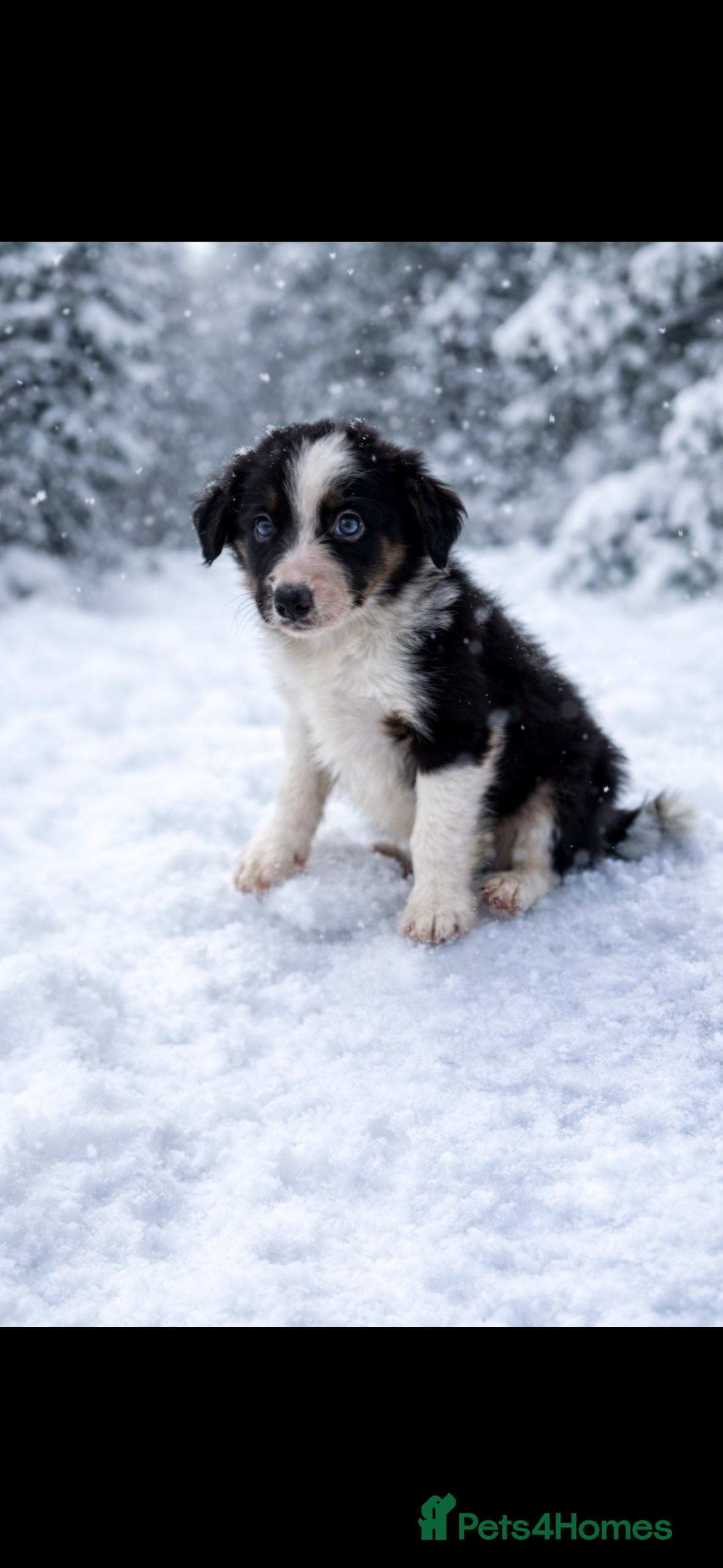 Border Collie dogs Ready to leave, health checked border collies  - Advert 2