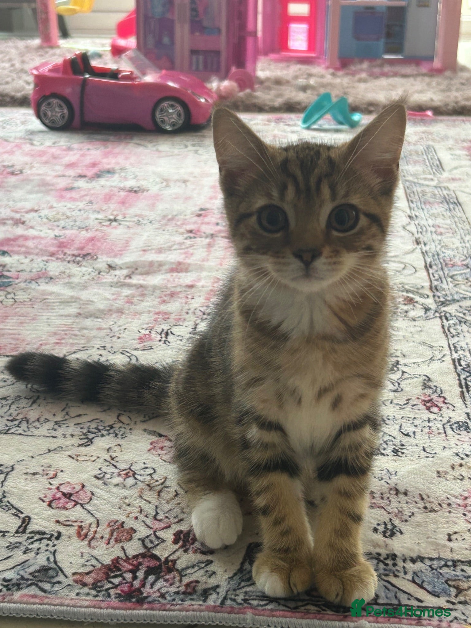 Mixed Breed cats Coral 🧡1 girl left ready to leave  - Advert 11