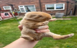 Mixed Breed rabbits for sale: Angora x Lionhead Female Looking For Home  - Image 27