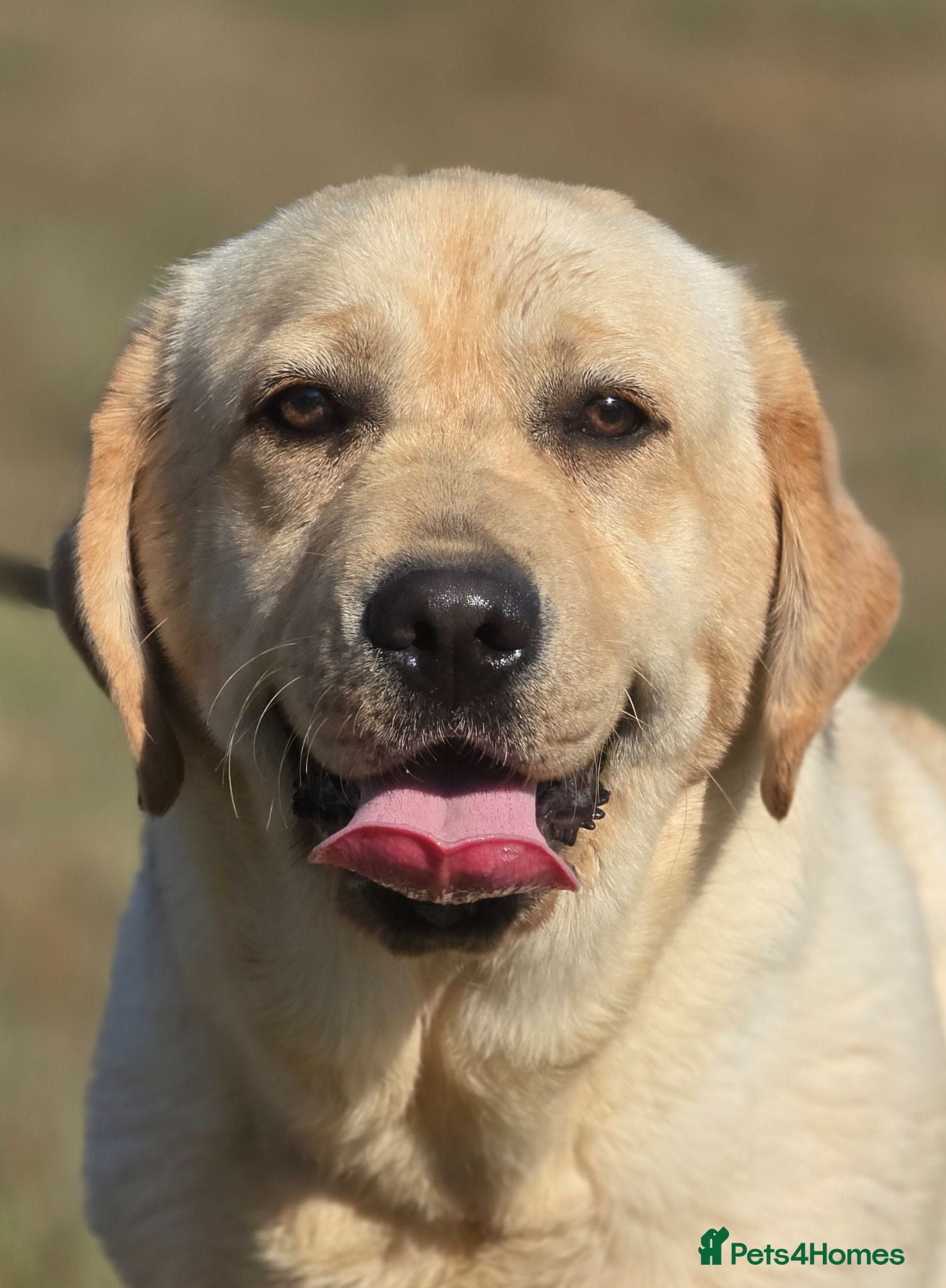 Labrador Retriever dogs 9 Month Old Female Labrador  - Advert 13