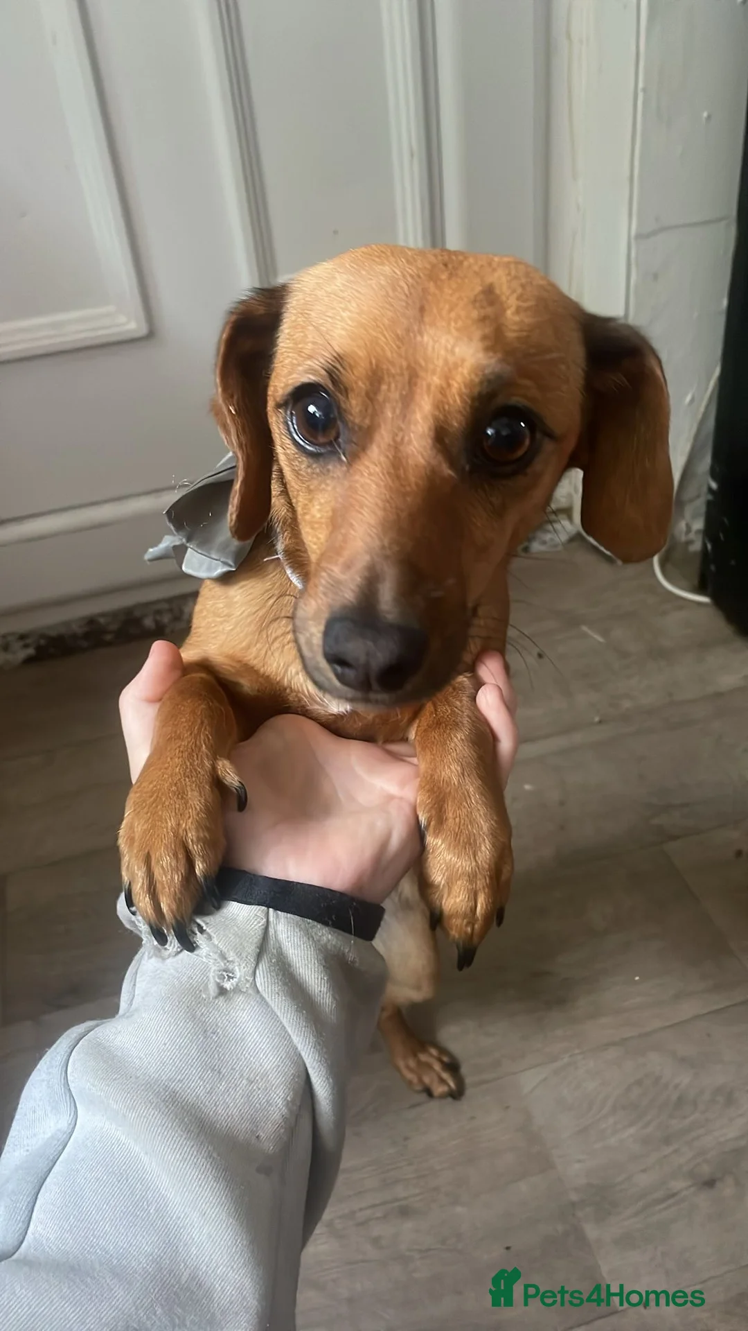 Dachshund dogs for sale: Ruby the weinermix PRICE NEGOTIABLE  in Folkestone - Advert 2