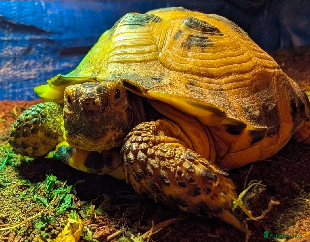 Tortoise reptiles Horsefield tortoise and 2 enclosures - Advert 1