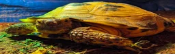 Tortoise reptiles for sale: Horsefield tortoise and 2 enclosures in Sandy - Advert 1