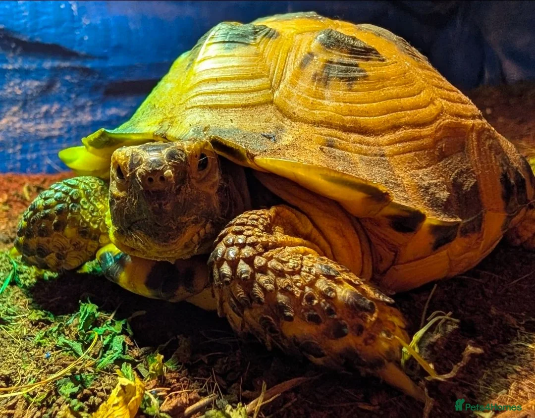 Tortoise reptiles for sale: Horsefield tortoise and 2 enclosures in Sandy - Advert 1