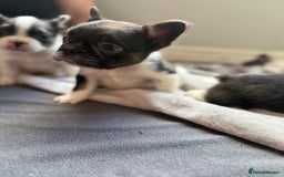French Bulldog dogs for sale: Fluffy French Bulldogs 4 boys left  - Image 16