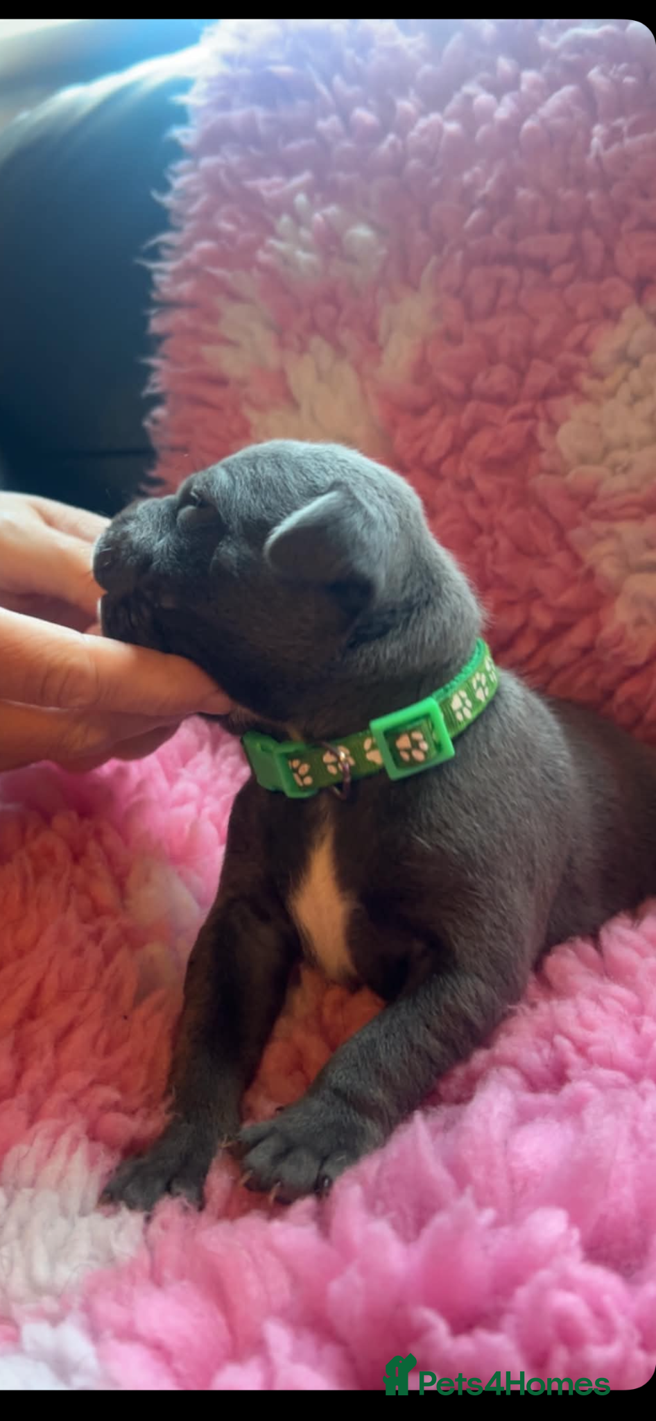 Staffordshire Bull Terrier dogs for sale: Top pedigree blue Staffordshire bull terriers in Glasgow - Advert 6