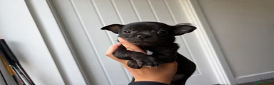 Chihuahua Puppy 1