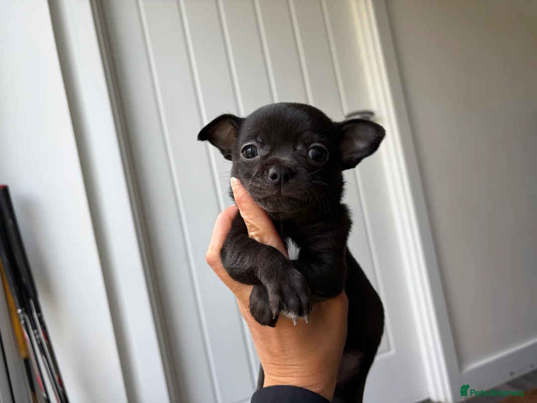 Chihuahua dogs for sale: Chihuahua Puppies  - Advert 9