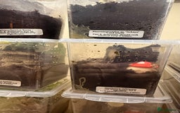 Tarantulas invertebrates for sale: 6 unsexed arboreal slings 3cm ish - Image 4