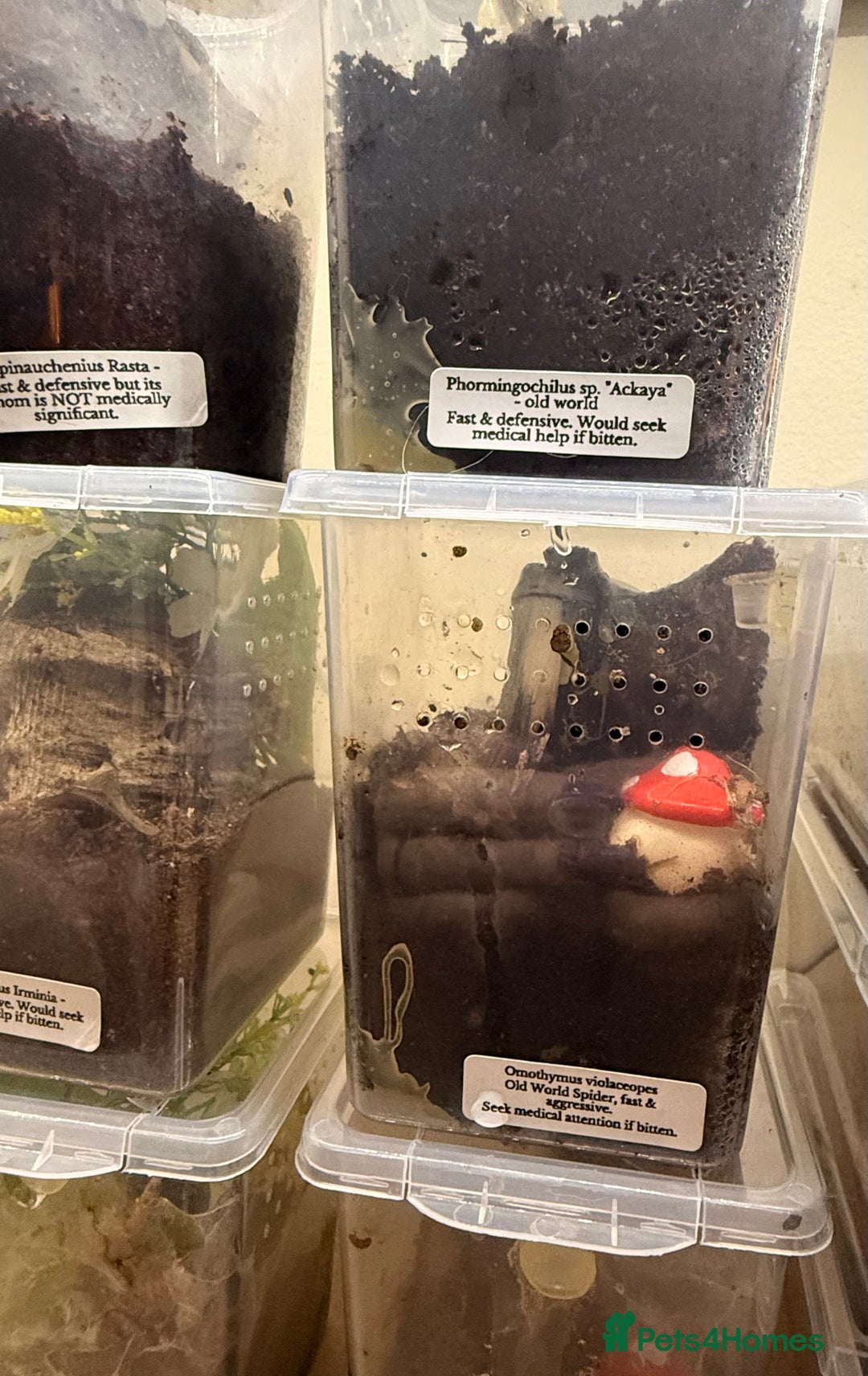 Tarantulas invertebrates for sale: 6 unsexed arboreal slings 3cm ish - Image 4