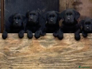 Labrador Retriever dogs ** only 2 girls left **Gorgeous Labrador pups** - Advert 5