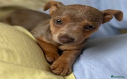 Jack Russell dogs for sale: Jack Russell’s lilac and Tan.  - Image 5