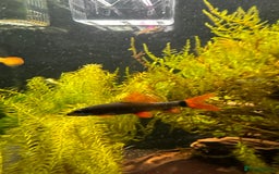 Sharks fish for sale: Red-tailed black shark - Image 2