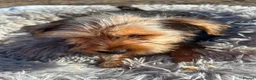 Yorkshire Terrier dogs for sale: Yorkshire terriers  - Advert 13