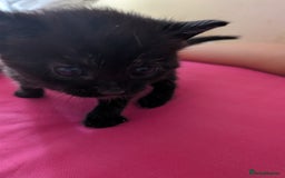 British Shorthair cats for sale: Short haired kittens - Image 6