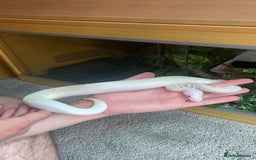 Snake reptiles for sale: 4 snakes need gone - Image 9