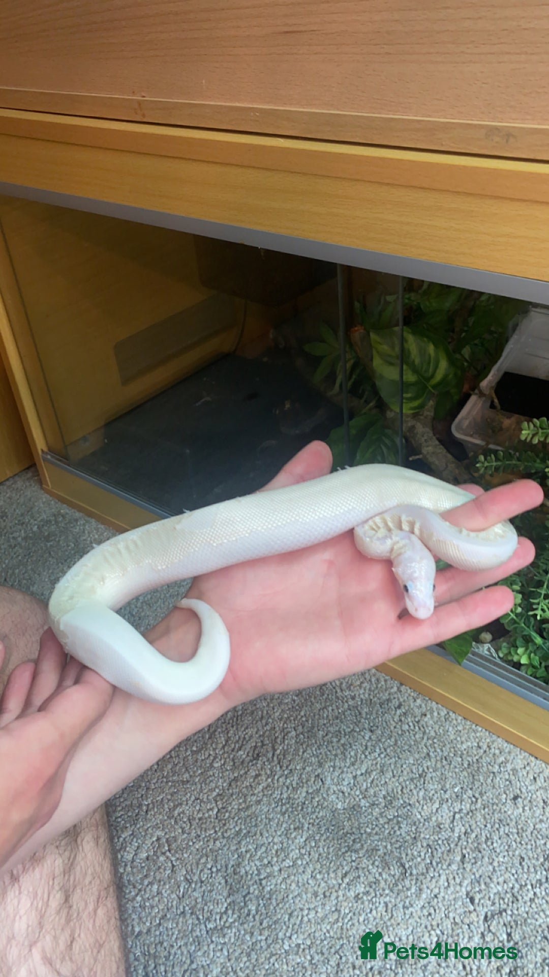 Snake reptiles for sale: 4 snakes need gone - Image 9