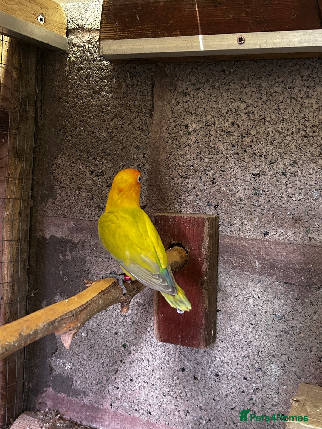 Lovebirds birds for sale: Beautiful Opline lovebirds in Birmingham - Image 3