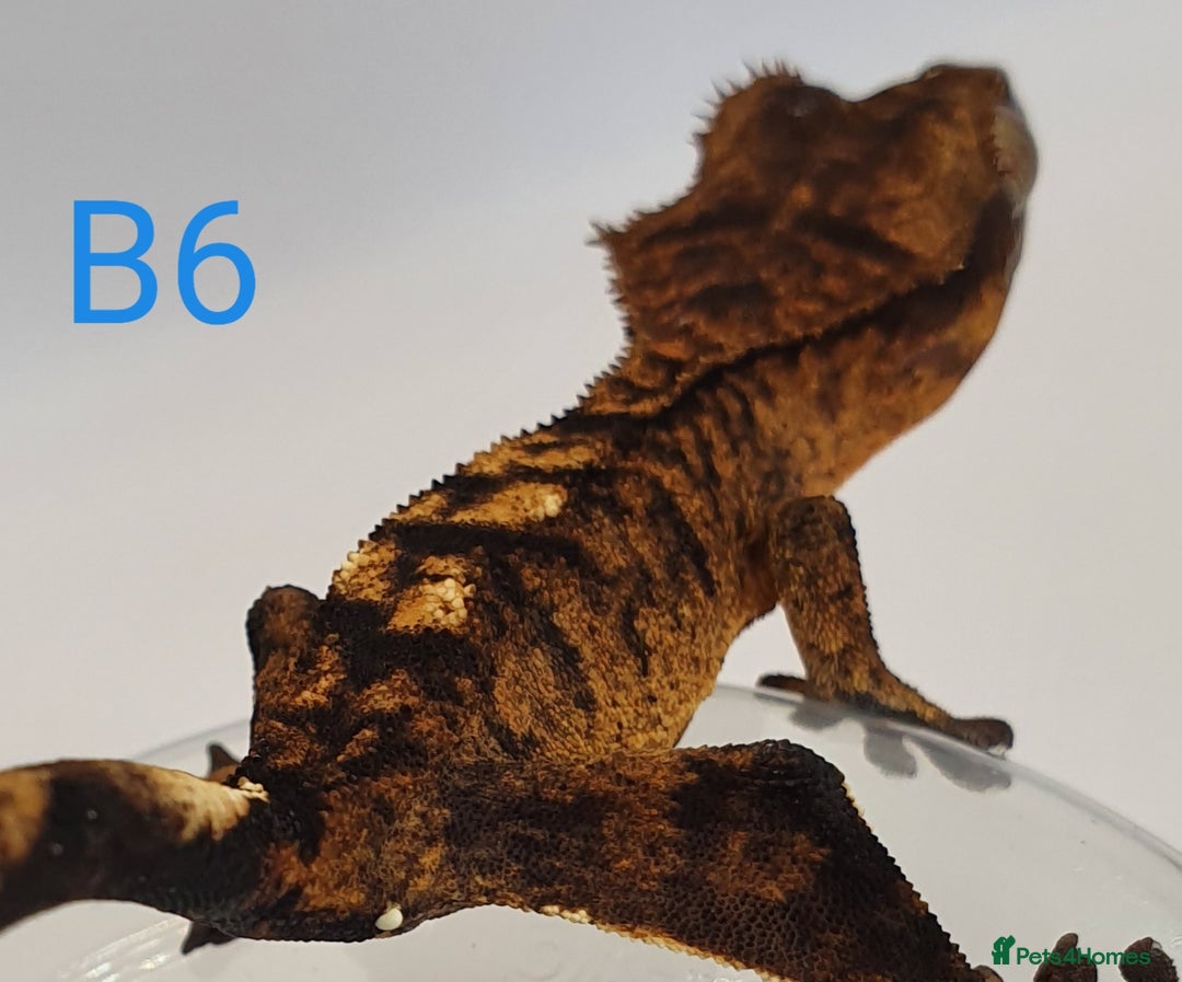 Gecko reptiles for sale: Juvenile Crested Geckos - Image 15