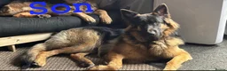 German Shepherd dogs for stud: PROVEN German shepherd for stud  - Advert 17