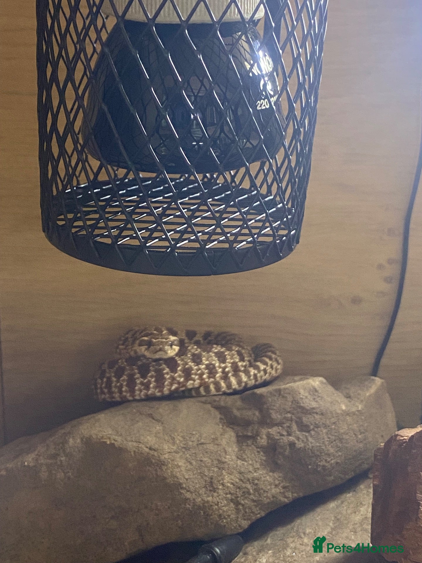 Snake reptiles 2025 female wildtype Western Hognose 66% Het Snow - Advert 1