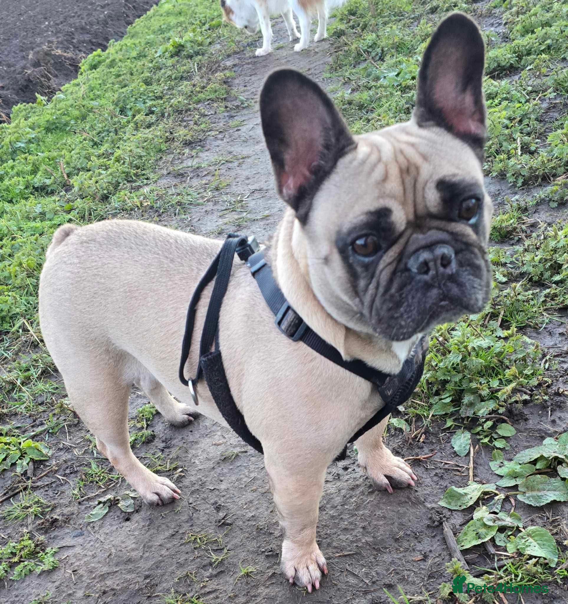 French Bulldog dogs Bella seeks forever home  - Advert 1