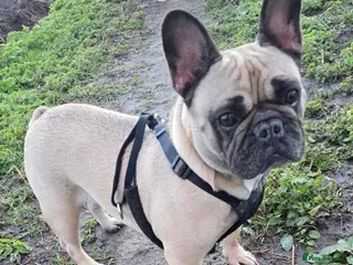 French Bulldog dogs Bella seeks forever home - Advert 1