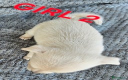 Pomchi dogs for sale: Beautiful merle pomchi puppies  - Image 7