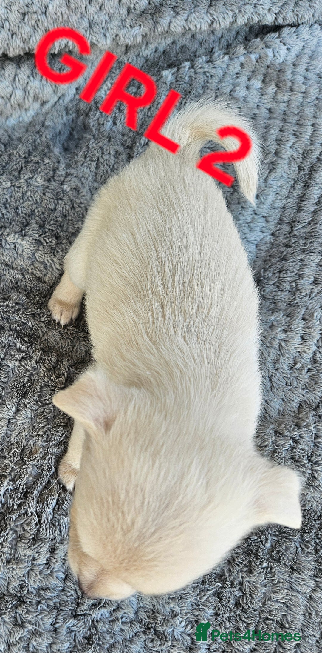 Pomchi dogs for sale: Beautiful merle pomchi puppies  - Image 7