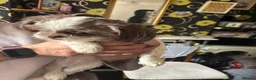 Shih Tzu dogs for sale: Pure Shih Tzu Girl  - Advert 6