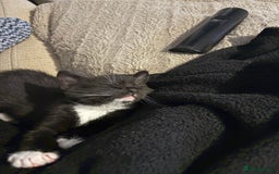 Mixed Breed cats for sale: Two boys (best friends)  - Image 4