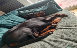 Dobermann dogs for sale: 4 year old Male Doberman looking for forever home - Image 5