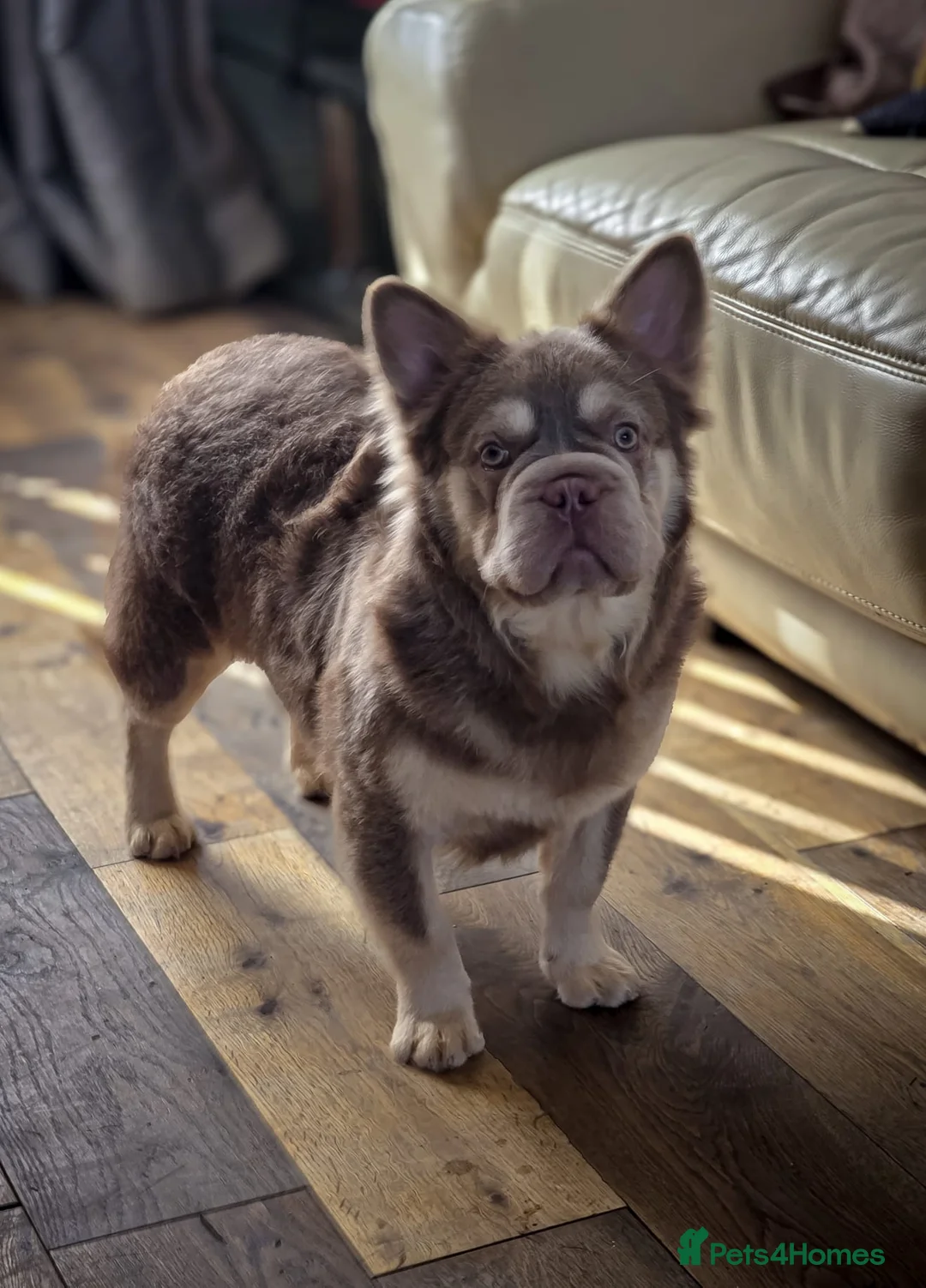 French Bulldog dogs for stud: Newshade Isabella fluffy  **  in Chesterfield - Advert 1