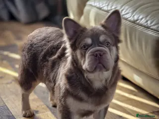 French Bulldog dogs Newshade Isabella fluffy Bigrope - Advert 1