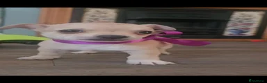 Chihuahua 4