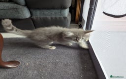 Norwegian Forest Cat cats for sale: Gorgeous male Norwegian Forest Kitten - Image 3
