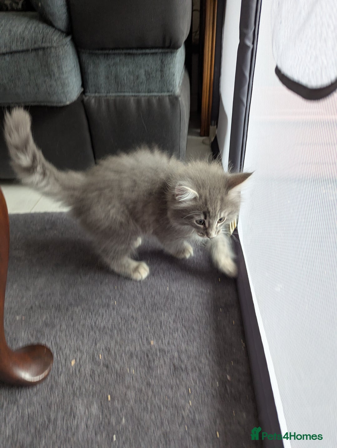 Norwegian Forest Cat cats for sale: Gorgeous male Norwegian Forest Kitten - Image 3