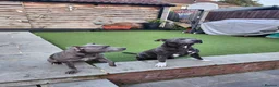 Staffordshire Bull Terrier dogs for sale: Pure Blue Staffordshire Bull Terrier Puppy  - Advert 1