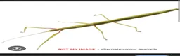 Stick Insects invertebrates for sale: Stick insect eggs - Advert 5