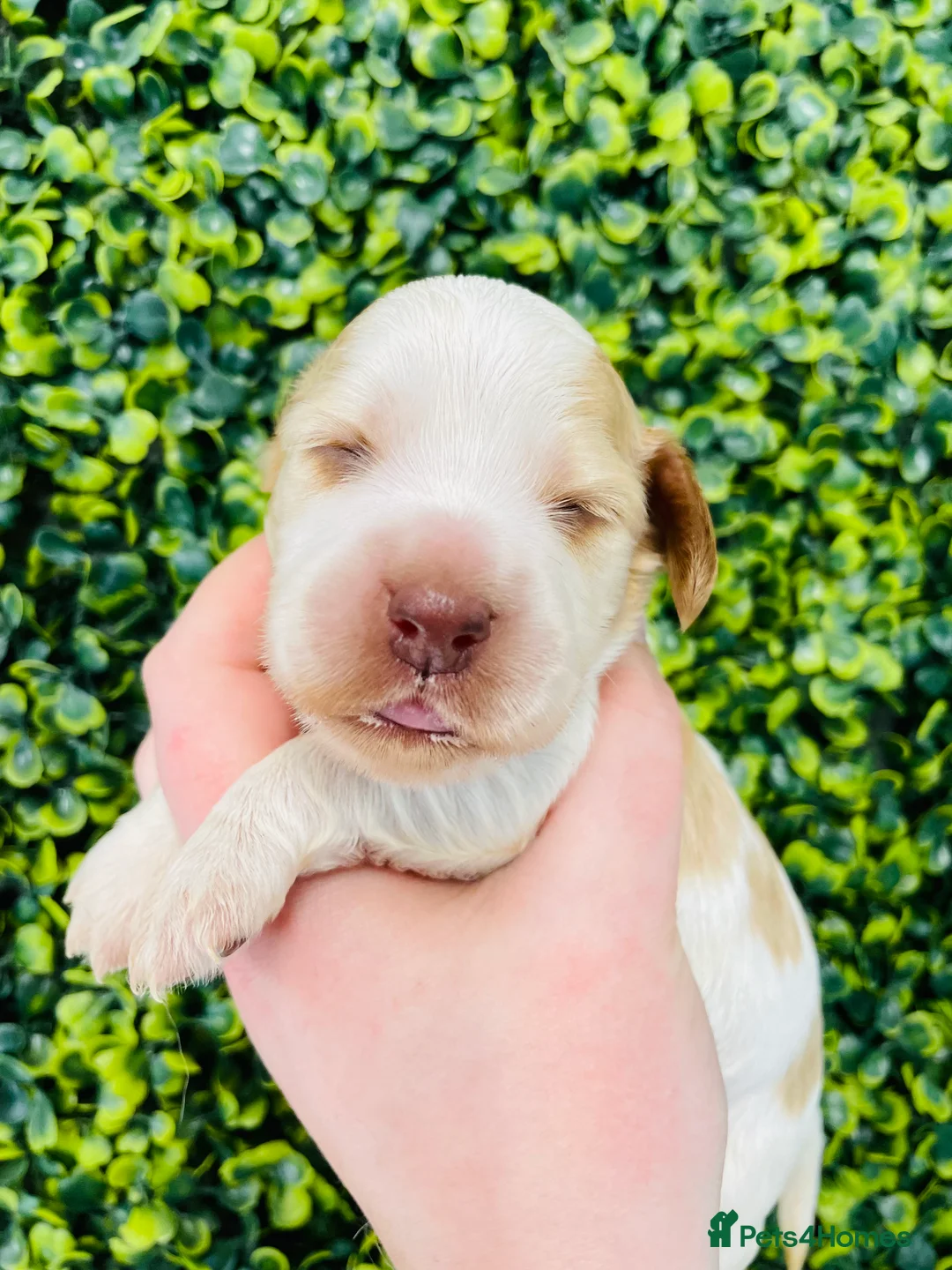 Cocker Spaniel dogs for stud: 🧡🧡 KC REG Stud Orange Roan Show Cocker Spaniel in Northallerton - Advert 14