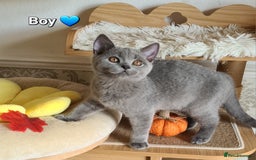 British Shorthair cats for sale: GCCF Lilac,Blue,Bicolor BSH kittens  - Image 4